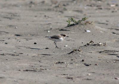 Kentish plover (Charadrius alexandrinus)