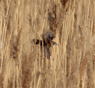 moustached_warbler