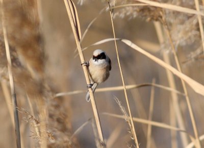 Penduline Tit (Remiz pendulinus)