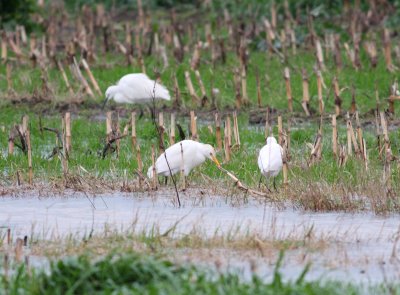 Cattle Egret (Bubulcus ibis)