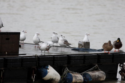 Common Gull (Larus canus)