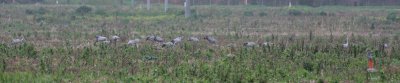 Crane (Grus grus)