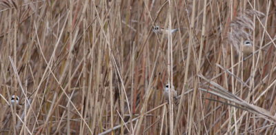 Penduline Tit (Remiz pendulinus)