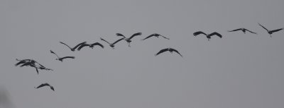 Crane (Grus grus)