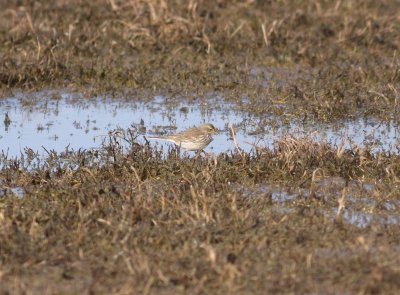 water_pipit