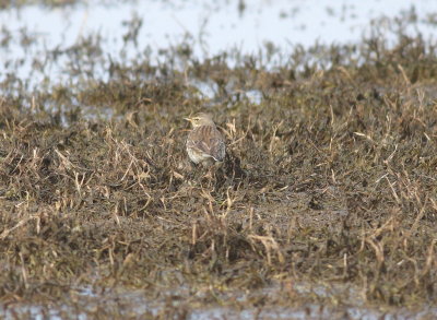 Water Pipit (Anthus spinoletta)