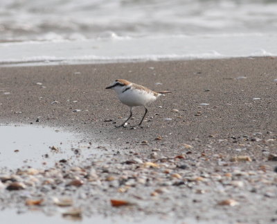 Kentish Plover (Charadrius alexandrinus)