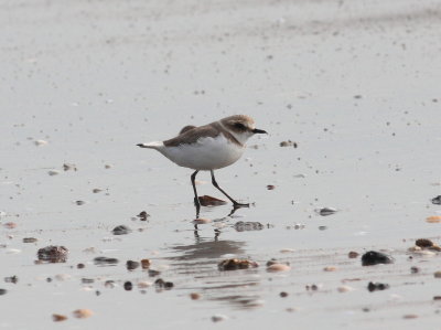 Kentish Plover (Charadrius alexandrinus)