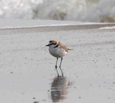Kentish Plover (Charadrius alexandrinus)