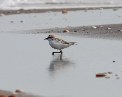 Kentish Plover (Charadrius alexandrinus)