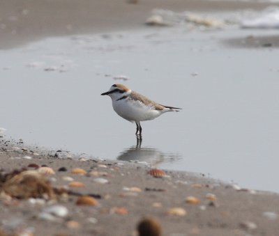 Kentish Plover (Charadrius alexandrinus)