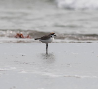Kentish Plover (Charadrius alexandrinus)