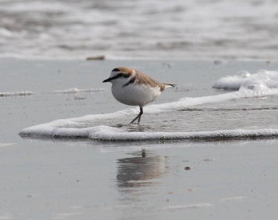 Kentish Plover (Charadrius alexandrinus)