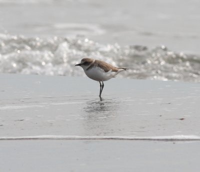 Kentish Plover (Charadrius alexandrinus)