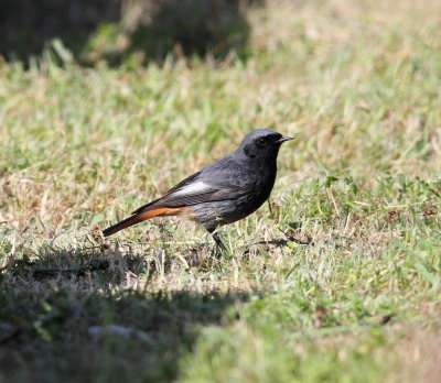 Black Redstart (Phoenicurus ochruros)