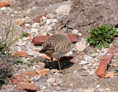 Dotterel (Charadrius morinellus)