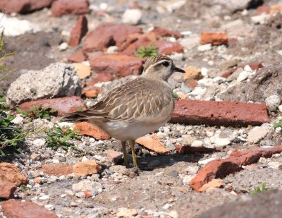 Dotterel  (Charadrius morinellus)