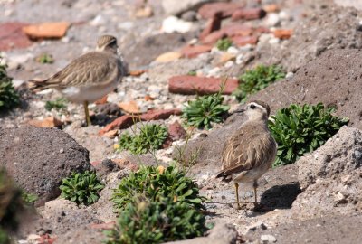 Dotterel  (Charadrius morinellus)