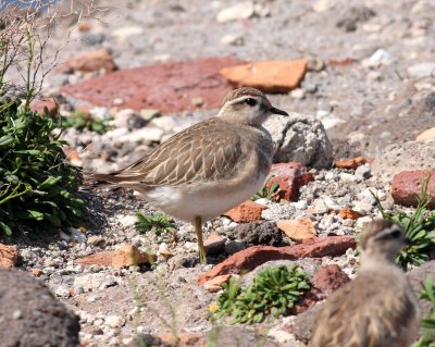 Dotterel  (Charadrius morinellus)