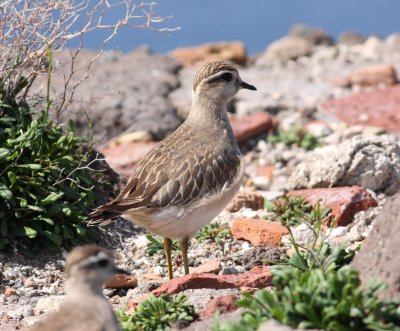 Dotterel  (Charadrius morinellus)