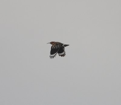Hoopoe  (Upupa epops)