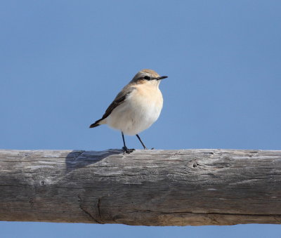 Northern Wheatear  (Oenanthe oenanthe)