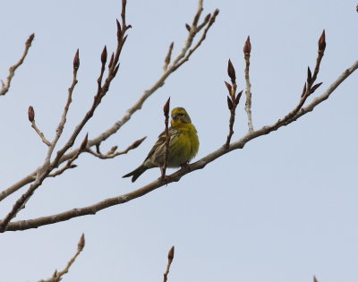 Serin (Serinus serinus)