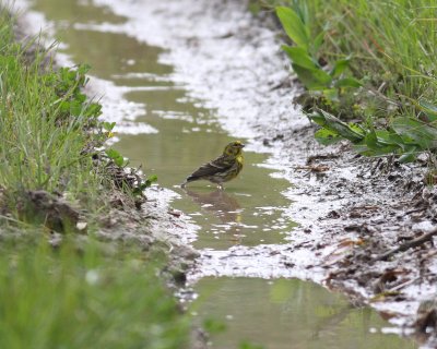 Serin  (Serinus serinus)