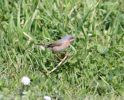 Subalpine Warbler (Sylvia cantillans)