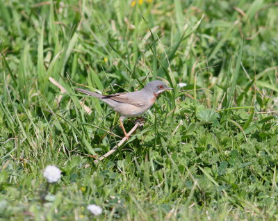 Subalpine Warbler  (Sylvia cantillans)