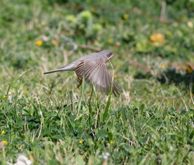 Subalpine Warbler  (Sylvia cantillans)