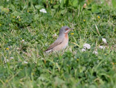 Subalpine Warbler  (Sylvia cantillans)