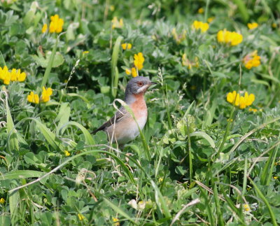 Subalpine Warbler  (Sylvia cantillans)