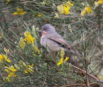 Subalpine Warbler  (Sylvia cantillans)