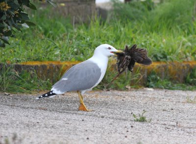 Yellow-legged Gull (Larus michahellis) eating Water Rail (Rallus aquaiticus)