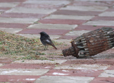 Black Redstart (Phoenicurus ochruros)