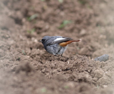 Black Redstart  (Phoenicurus ochruros)