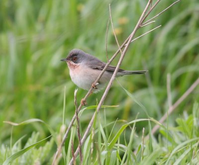 Subalpine Warbler (Sylvia cantillans)