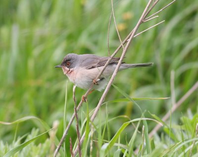 Subalpine Warbler  (Sylvia cantillans)