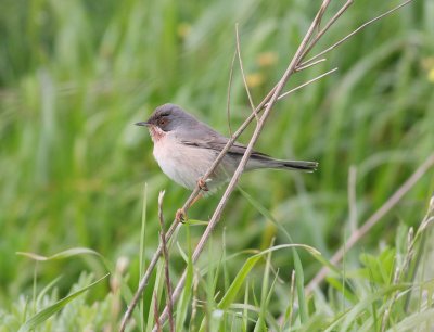 Subalpine Warbler (Sylvia cantillans)