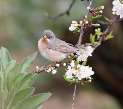 Subalpine Warbler (Sylvia cantillans)