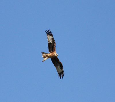 Red Kite (Milvus milvus)