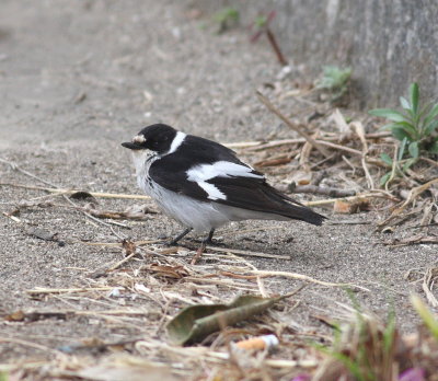Collared Flycatcher  (Ficedula albicollis)