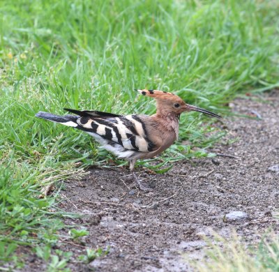 Hoopoe (Upupa epops)