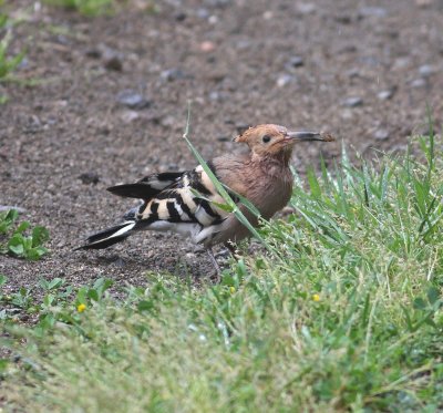 Hoopoe  (Upupa epops)