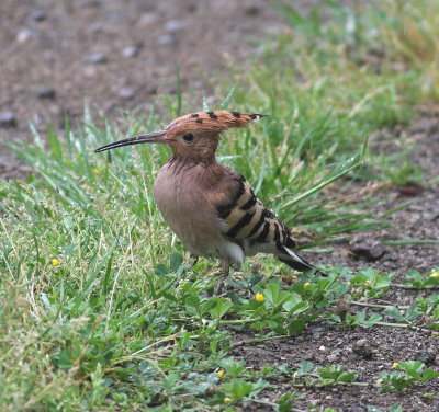 Hoopoe  (Upupa epops)