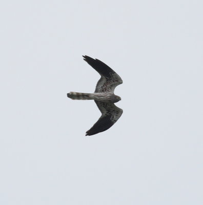 Montagu's Harrier (Circus pygargus)