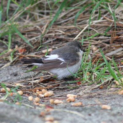 Pied Flycatcher (Ficedula hypoleuca)