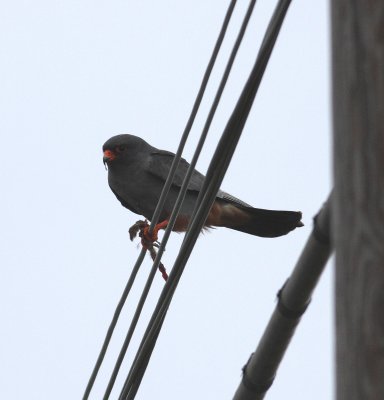 Red-footed Falcon (Falco vespertinus)