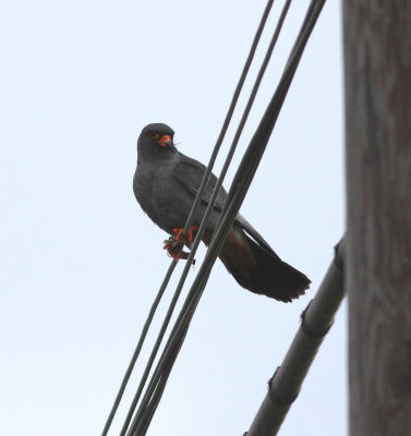 Red-footed Falcon  (Falco vespertinus)